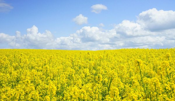 bloemenveld-geel bloemenveld-geel