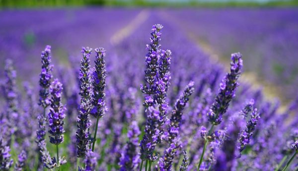 lavendel lavendel